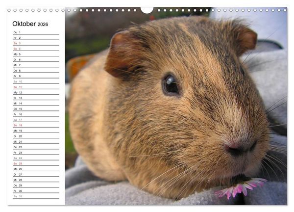 Produktbild: Meerschweinchen Niedliche Herzensbrecher (Wandkalender 2026 DIN A3 quer), CALVENDO Monatskalender