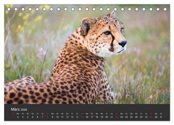 Produktbild: Geparden. Die eleganten Katzen. (Tischkalender 2026 DIN A5 quer), CALVENDO Monatskalender