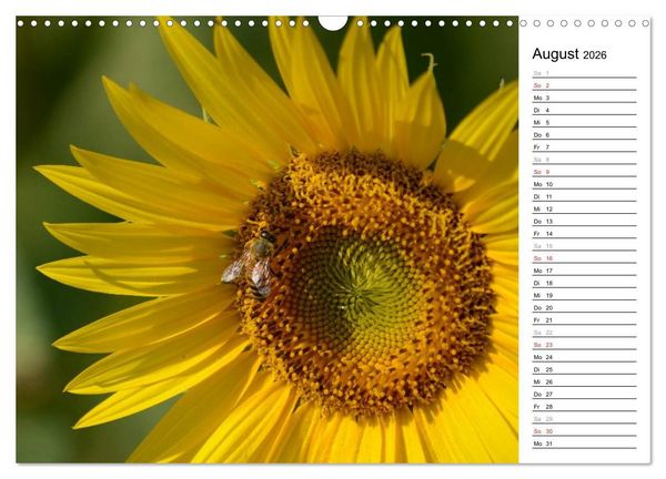 Produktbild: Ein Jahr lang Sonnenblumen (Wandkalender 2026 DIN A3 quer), CALVENDO Monatskalender