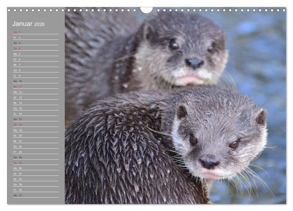 Produktbild: Otter. Frech, laut und clever (Wandkalender 2026 DIN A3 quer), CALVENDO Monatskalender