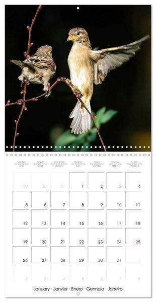 Produktbild: The Wild Sparrow Gang (Wall Calendar 2026 12 &times; 12 Inch) CALVENDO 12 Month Wall Calendar