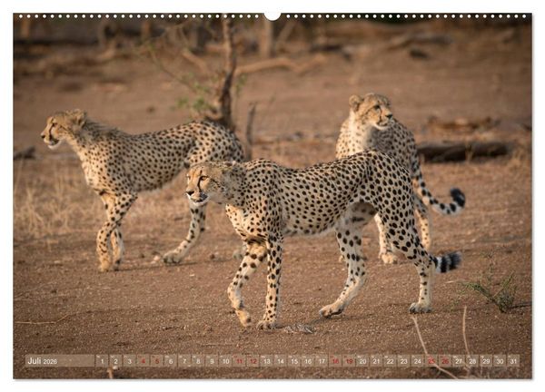 Produktbild: Geparden - Die Sch&ouml;nheiten Afrikas (Wandkalender 2026 DIN A2 quer), CALVENDO Monatskalender