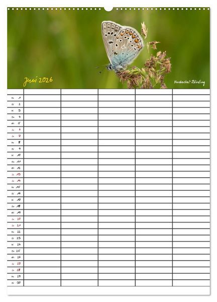 Produktbild: Schmetterlinge in Bayern (Wandkalender 2026 DIN A2 hoch), CALVENDO Monatskalender