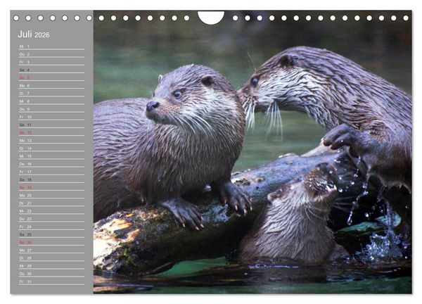 Produktbild: Otter. Frech, laut und clever (Wandkalender 2026 DIN A4 quer), CALVENDO Monatskalender