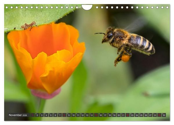 Produktbild: Sehe die Bienen (Wandkalender 2026 DIN A4 quer), CALVENDO Monatskalender