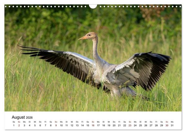 Produktbild: Kraniche im Erzgebirge (Wandkalender 2026 DIN A3 quer), CALVENDO Monatskalender