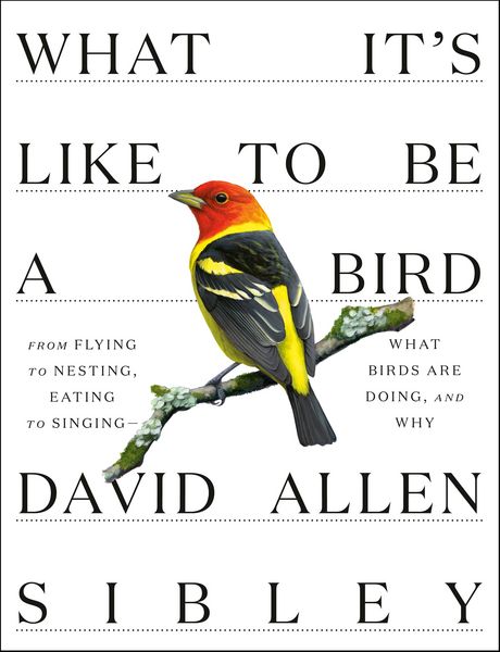 Produktbild: What It's Like to Be a Bird