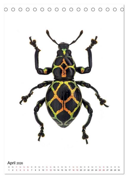 Produktbild: Die sch&ouml;nsten Insekten (Tischkalender 2026 DIN A5 hoch), CALVENDO Monatskalender