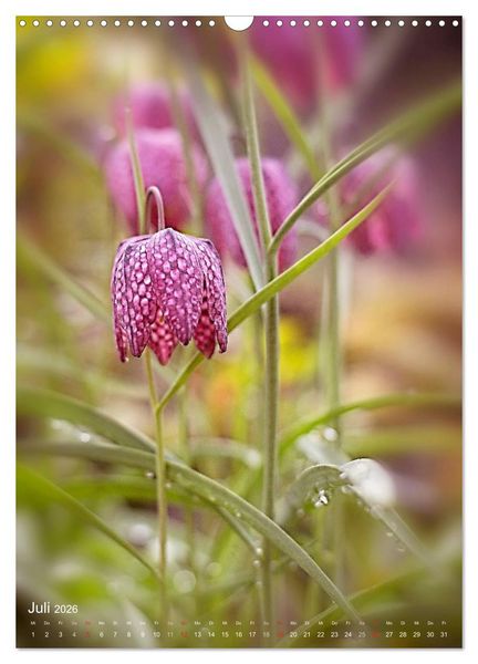 Produktbild: NATUR PUR Kleine Blumen am Wegesrand (Wandkalender 2026 DIN A3 hoch), CALVENDO Monatskalender