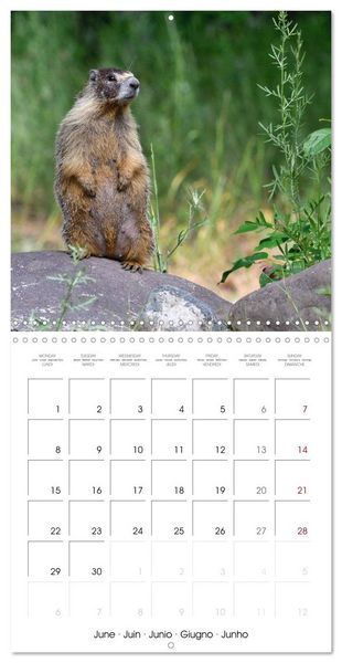 Produktbild: Marmots - Cute and Curious (Wall Calendar 2026 12 &times; 12 Inch) CALVENDO 12 Month Wall Calendar