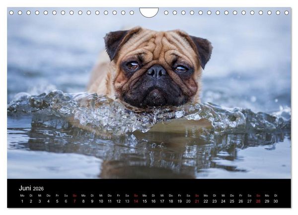 Produktbild: Vermopst durchs Jahr (Wandkalender 2026 DIN A4 quer), CALVENDO Monatskalender