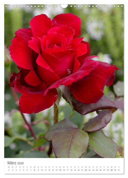 Produktbild: Gl&uuml;cklich mit Rosen (Wandkalender 2026 DIN A3 hoch), CALVENDO Monatskalender