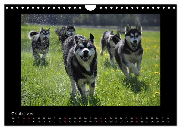 Produktbild: Husky-Kalender (Wandkalender 2026 DIN A4 quer), CALVENDO Monatskalender