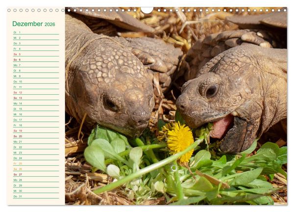 Produktbild: Meine Schildkr&ouml;ten - Geburtstagskalender (Wandkalender 2026 DIN A3 quer), CALVENDO Monatskalender