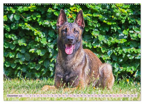 Produktbild: Freund und Besch&uuml;tzer - Der Malinois (hochwertiger Premium Wandkalender 2026 DIN A2 quer), Kunstdruck in Hochglanz