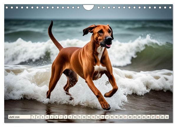 Produktbild: Rhodesian Ridgeback - Athlet mit R&uuml;ckenkamm (Wandkalender 2026 DIN A4 quer), CALVENDO Monatskalender
