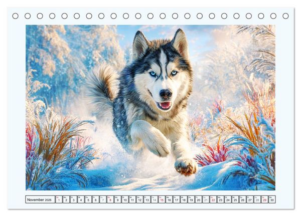 Produktbild: Siberian Husky. Kraftvolle Hunde voller Lebenslust und Energie (Tischkalender 2026 DIN A5 quer), CALVENDO Monatskalender