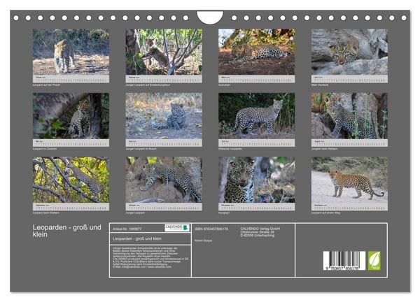 Produktbild: Leoparden - gro&szlig; und klein (Wandkalender 2026 DIN A4 quer), CALVENDO Monatskalender