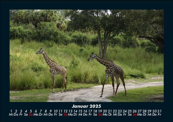 Produktbild: Giraffen 2025 Fotokalender DIN A5