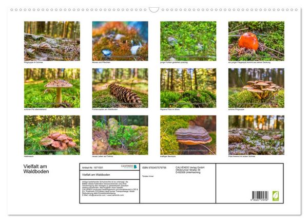 Produktbild: Vielfalt am Waldboden (Wandkalender 2026 DIN A2 quer), CALVENDO Monatskalender
