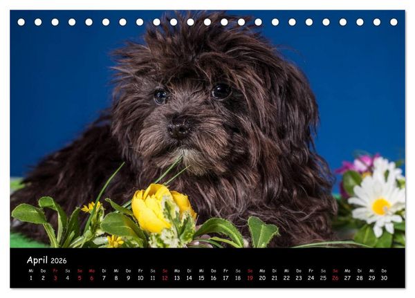 Produktbild: Bolonka Welpenstube (Tischkalender 2026 DIN A5 quer), CALVENDO Monatskalender