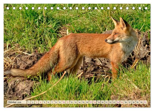 Produktbild: Fuchs - schlauer R&auml;uber (Tischkalender 2026 DIN A5 quer), CALVENDO Monatskalender