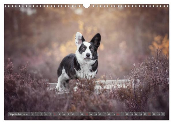 Produktbild: Welsh Corgi - Der Kobold unter den Hunden (Wandkalender 2026 DIN A3 quer), CALVENDO Monatskalender