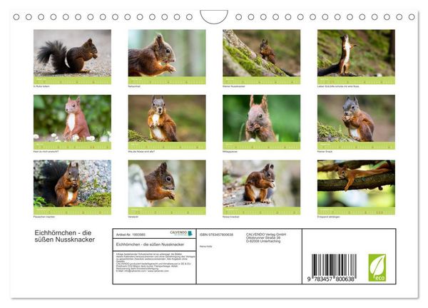 Produktbild: Eichh&ouml;rnchen - die s&uuml;&szlig;en Nussknacker (Wandkalender 2026 DIN A4 quer), CALVENDO Monatskalender