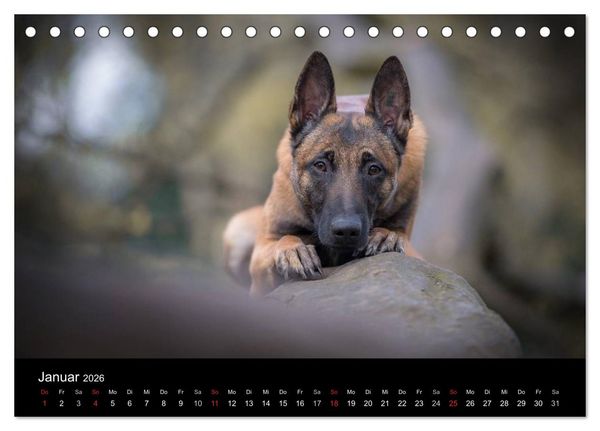 Produktbild: Belgischer Sch&auml;ferhund - Der Malinois (Tischkalender 2026 DIN A5 quer), CALVENDO Monatskalender