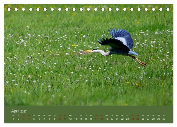 Produktbild: Reiher in der Elbmarsch (Tischkalender 2027 DIN A5 quer), CALVENDO Monatskalender