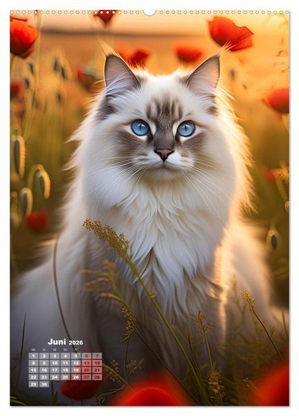 Produktbild: Pfotenabenteuer - Ragdolls in der Natur (Wandkalender 2026 DIN A2 hoch), CALVENDO Monatskalender