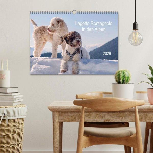 Produktbild: Lagotto Romagnolo in den Alpen 2026 (Wandkalender 2026 DIN A3 quer), CALVENDO Monatskalender