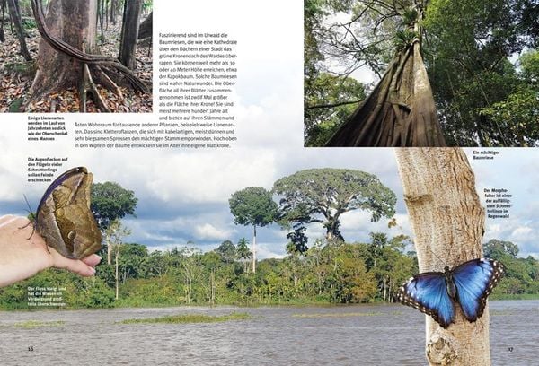 Produktbild: Entdecke den Amazonas-Regenwald