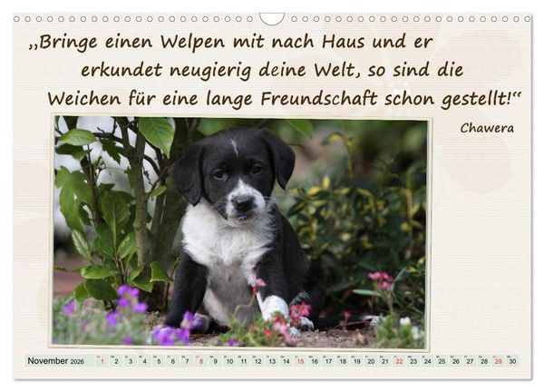 Produktbild: Mit Hundezitaten gut durchs Jahr / CH-Version (Wandkalender 2026 DIN A3 quer), CALVENDO Monatskalender