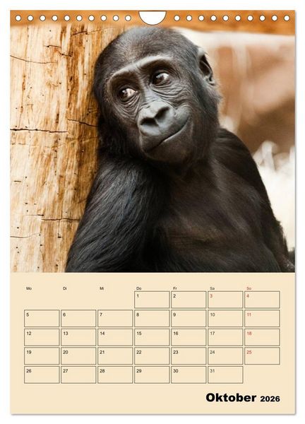 Produktbild: Gorillas (Wandkalender 2026 DIN A4 hoch), CALVENDO Monatskalender