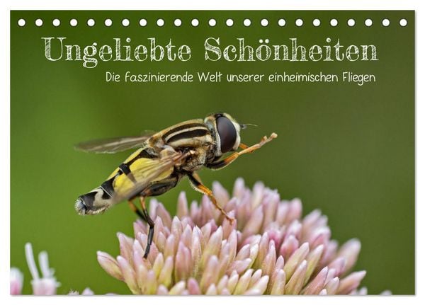 Produktbild: Ungeliebte Sch&ouml;nheiten - die faszinierende Welt unserer heimischen Fliegen (Tischkalender 2026 DIN A5 quer), CALVENDO Monatskalender