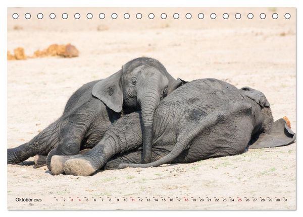 Produktbild: Elefanten - Sanfte Riesen Afrikas (Tischkalender 2026 DIN A5 quer), CALVENDO Monatskalender