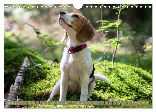 Produktbild: Beaglebabys auf Entdeckungstour (Wandkalender 2026 DIN A4 quer), CALVENDO Monatskalender
