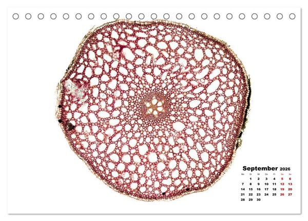 Produktbild: Pflanzen unter dem Mikroskop (Tischkalender 2026 DIN A5 quer), CALVENDO Monatskalender