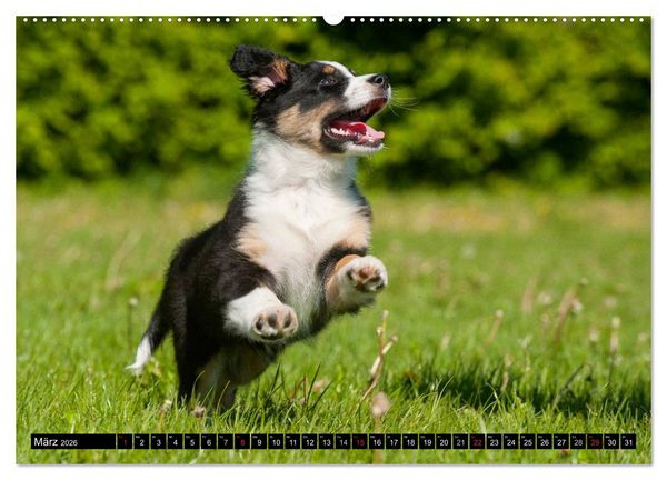 Produktbild: Bekannt wie ein bunter Hund. Australian Shepherd (Wandkalender 2026 DIN A2 quer), CALVENDO Monatskalender