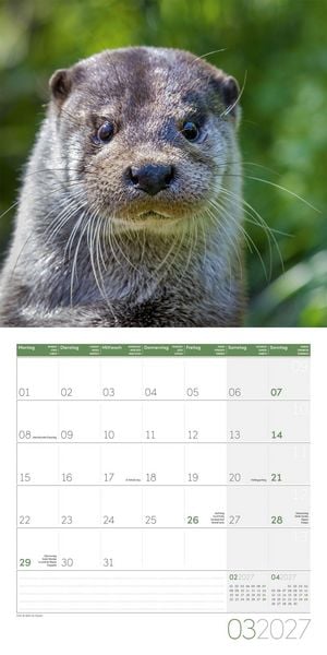 Produktbild: Otter Kalender 2027 - 30x30 - Art12