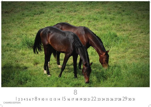 Produktbild: Pferde Kalender 2027 &ndash; Wandkalender | Fotokalender Tierkalender 24x35cm mit 12 wundersch&ouml;nen Fotos dieser edlen Tiere