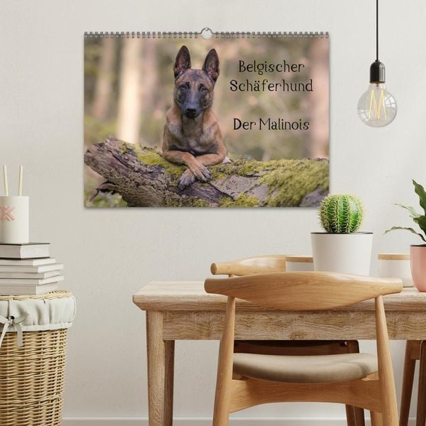 Produktbild: Belgischer Sch&auml;ferhund - Der Malinois (Wandkalender 2026 DIN A3 quer), CALVENDO Monatskalender