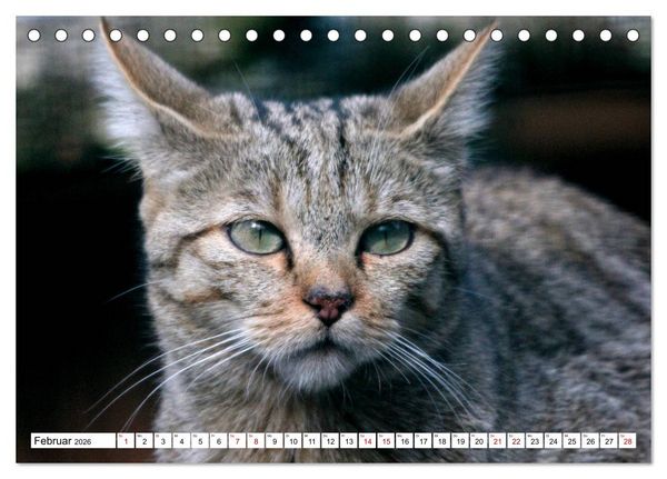 Produktbild: Wildkatzen - Die lautlosen J&auml;ger des Waldes (Tischkalender 2026 DIN A5 quer), CALVENDO Monatskalender