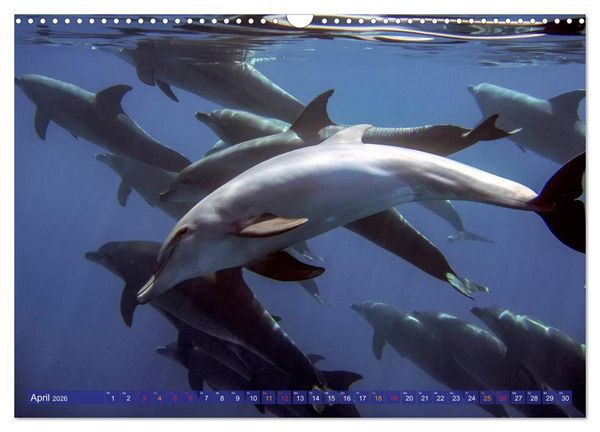 Produktbild: Delfine - elegant und intelligent (Wandkalender 2026 DIN A3 quer), CALVENDO Monatskalender
