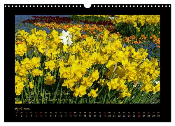 Produktbild: Goethes Gelb Gedanken zur Farbe (Wandkalender 2026 DIN A3 quer), CALVENDO Monatskalender