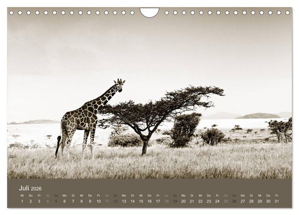 Produktbild: Wildes Afrika (Wandkalender 2026 DIN A4 quer), CALVENDO Monatskalender