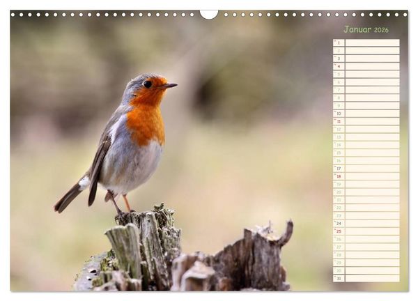 Produktbild: Gefiederte Sch&ouml;nheiten - Das Rotkehlchen / Planer (Wandkalender 2026 DIN A3 quer), CALVENDO Monatskalender