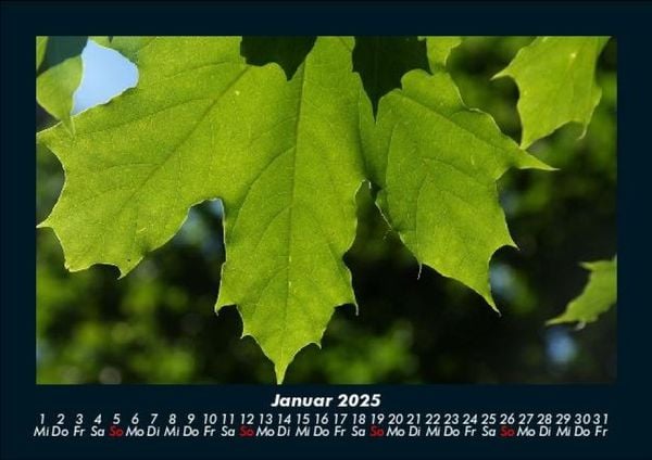 Produktbild: B&auml;ume 2025 Fotokalender DIN A5