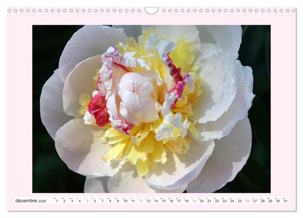 Produktbild: Pivoines - Roses sans &eacute;pines (Calendrier mural 2026 DIN A3 vertical), CALVENDO calendrier mensuel